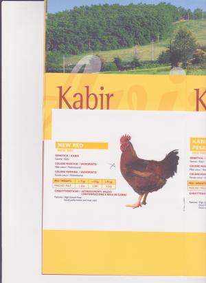 vand pui de o zi kabir