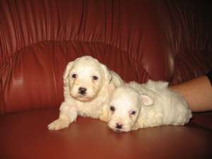 BICHON MALTESE TOY-PUI DE CALITATE