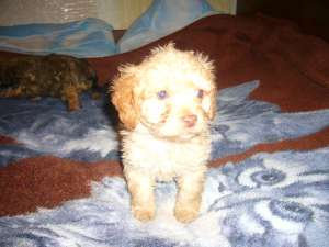 super oferta cahiche pitic