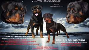 pui rottweiler exceptionali