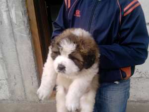 Saint bernard de vanzare