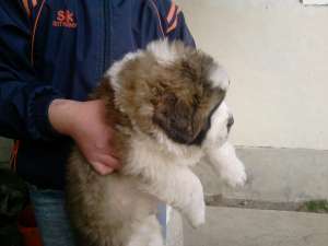Saint bernard de vanzare