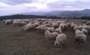 vand miei berbecuti turcane 370buc