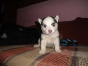 Vand catei husky siberian 4 saptamani