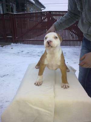 Vand cateii Amstaff