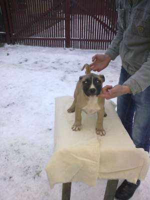 Vand cateii Amstaff
