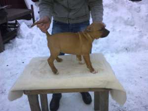 Vand cateii Amstaff