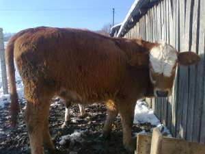 VITEI BALTATA SI HOLSTEIN