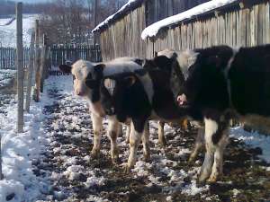 VITEI BALTATA SI HOLSTEIN
