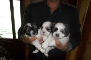 Shih tzu de vanzare