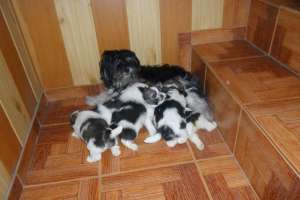 Shih tzu de vanzare