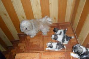 Shih tzu de vanzare