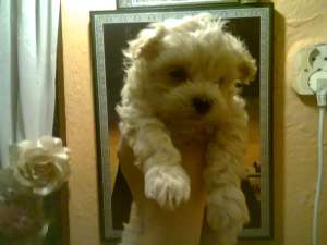 vand bichon