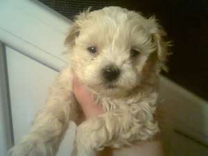 vand bichon