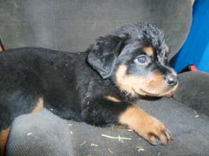 vand pui Rottweiler