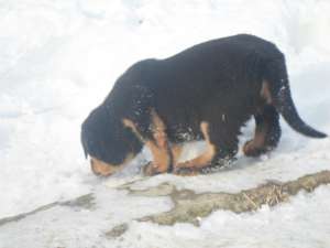 vand pui Rottweiler