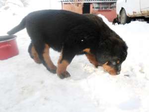vand pui Rottweiler