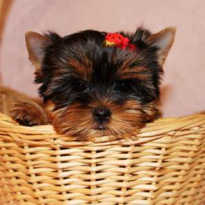 dau spre adoptie URGENT pui femela si mascul de yorkie terrier(3 luni) unor iubitori de animale care