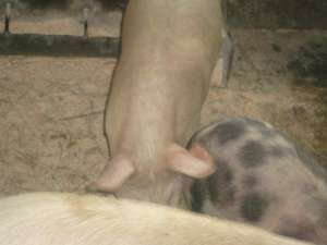 vind porci de sacrificat