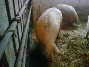vind porci de sacrificat