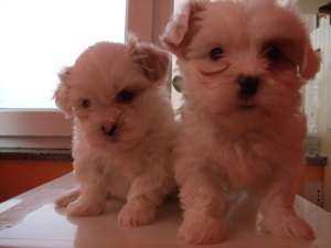 De vanzare doi superbi catelusi bichon.