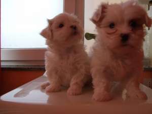 De vanzare doi superbi catelusi bichon.