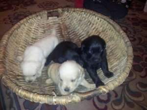 Labrador Retriever