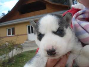 Pui Husky Siberian de vanzare pret 5 milioane