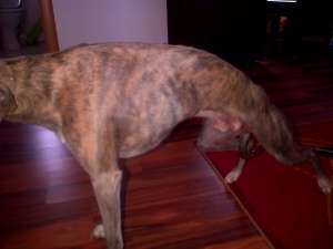 Catel Whippet