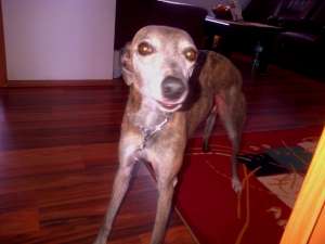 Catel Whippet