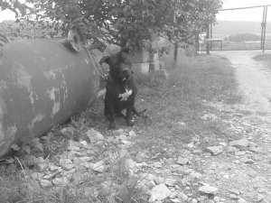 Imperechere pitt bull mascul