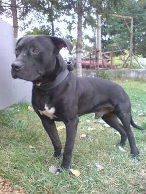 Imperechere pitt bull mascul