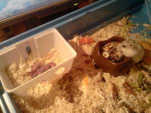 vand hamsteri pitici rusesti