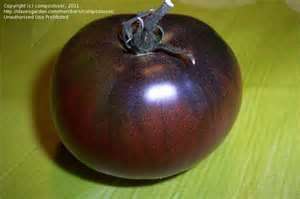 SEMINTE ROSII NEGRE