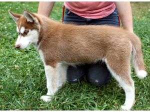 Siberian Husky disponibile