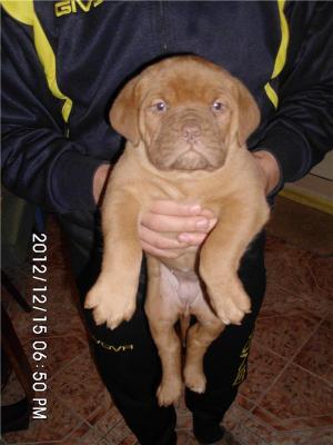 Catei Dog de Bordeaux