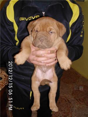 Catei Dog de Bordeaux
