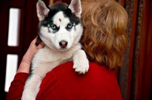 Pui Husky Siberian De Vanzare