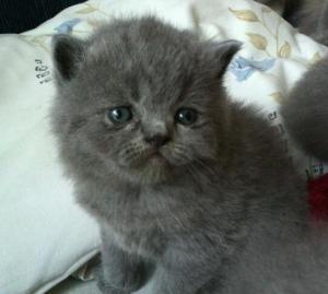 Vand pui British Shorthair