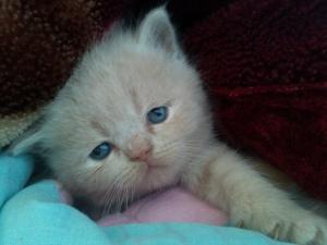 Vand pui British Shorthair