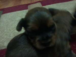vand cateluse yorkshire terrier