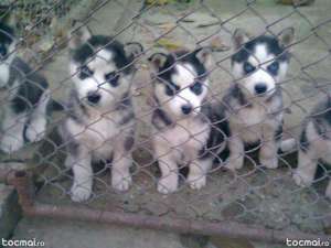 Vand Husky siberian
