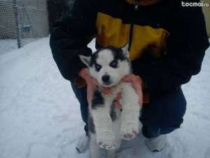 Vand Husky siberian