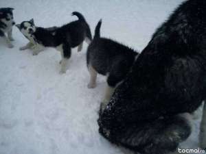 Vand Husky siberian
