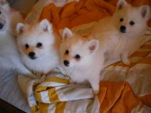 Vand spitz pitic