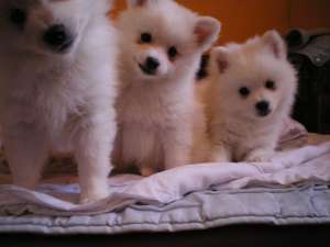 Vand spitz pitic
