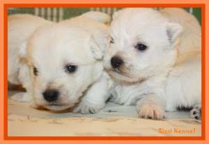 Westie 900 ron