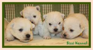 Westie 900 ron