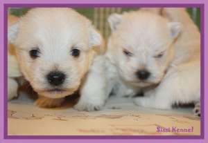 Westie 900 ron