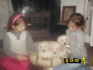 vanzare femela golden retriever 3 luni - asigur transport la bucuresti